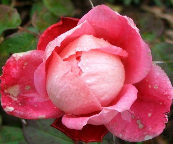 benjamin-rose-britten.jpg