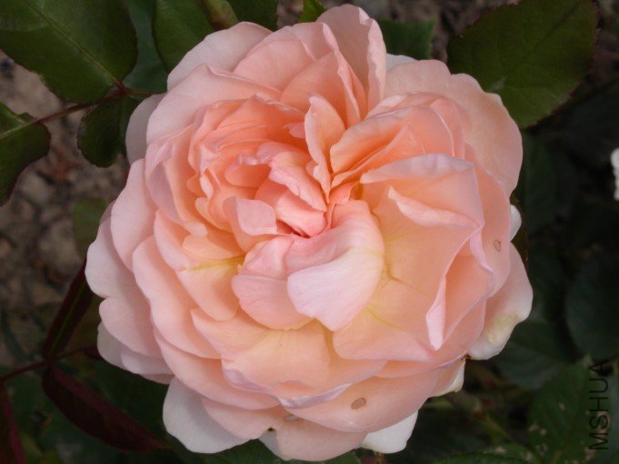 Ambridge_Rose__Blute.jpg