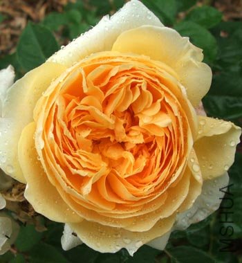 austin-rose-orange.jpg