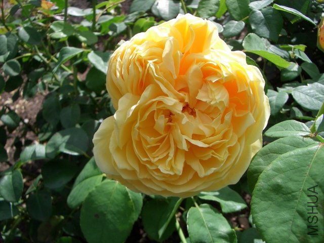 \'Charlotte\'_English_Rose_by_David_Austin_Bicton_Park_Devon_UK.jpg
