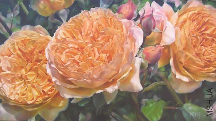David Austin Roses.jpg