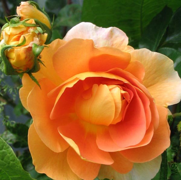 charles-austin-rose-flower.jpg