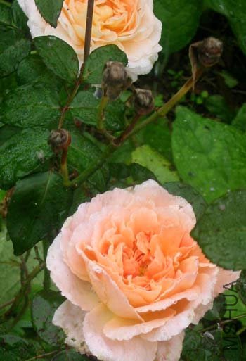 david-austin-rosee.jpg