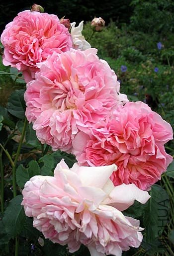 english-elegance-shrub-rose.jpg