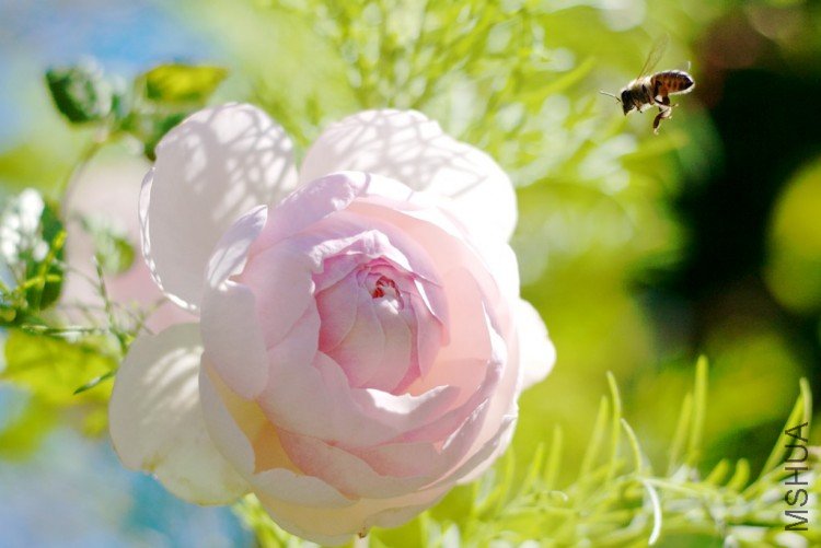 garden02.jpg