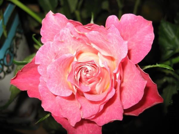 english-rose-paolo-marini.jpg