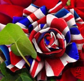 english rose(1).jpg