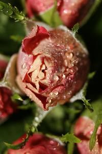 English~Rose~2.jpg