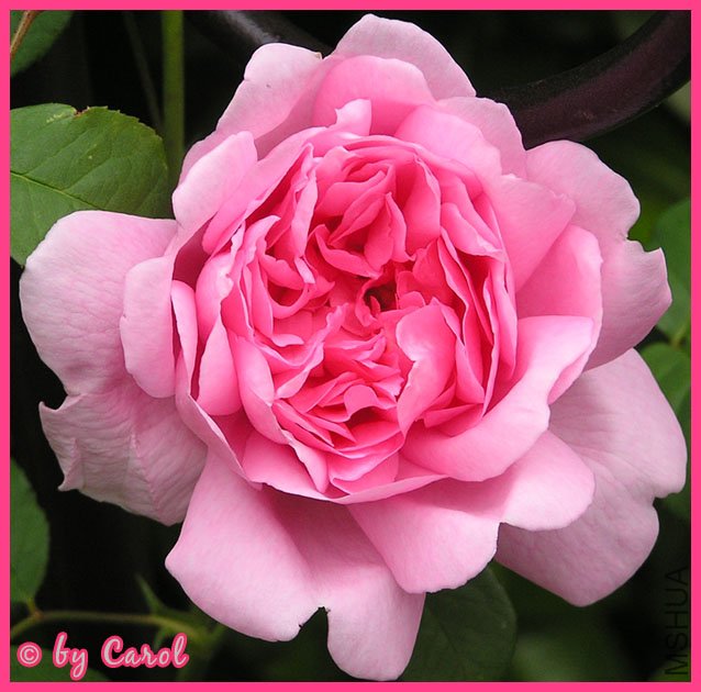 firstauswifebloom2007fv1.jpg