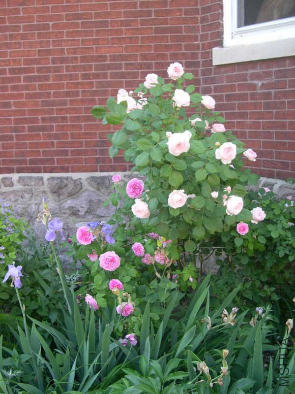 GertrudeJekyllDavidAustinRose.jpg