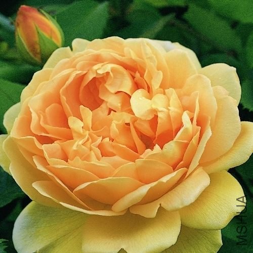 English_Rose_Golden_Celebration.jpg