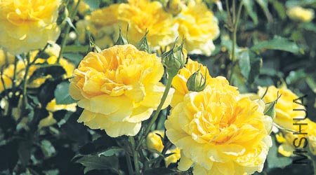 david-austin-molineux-rose11.jpg