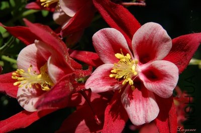 dsc_0005_3.jpg