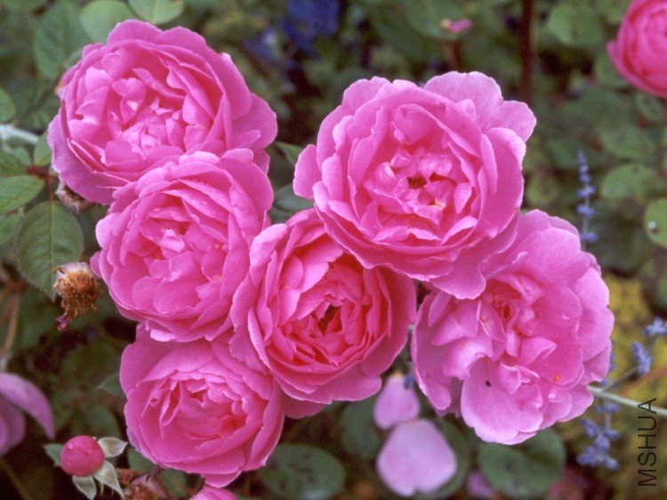 david-austin-pink-rose.jpg