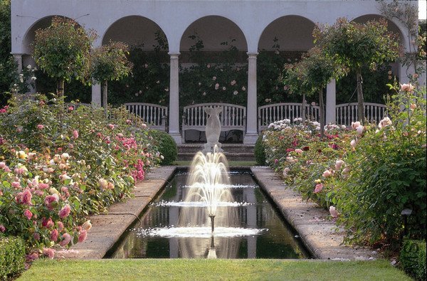david_austin_pool_600x.jpg