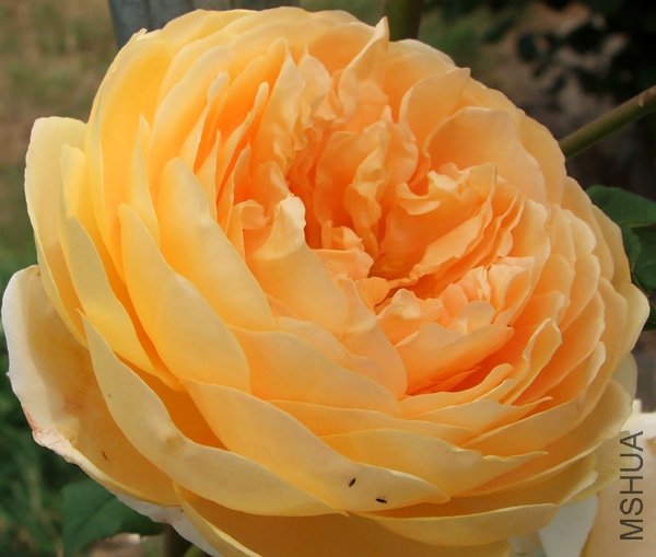orchard-rose-unknown.jpg
