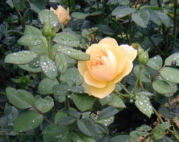GWA_PA_Morris Arb_Rose Graham Thomas.jpg