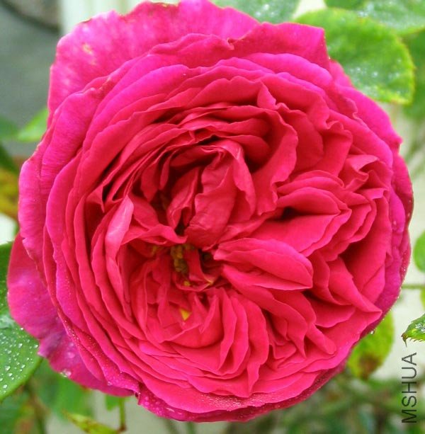 othello-rose.jpg