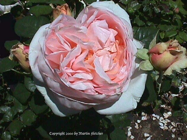 Rose_Ambridge_Rose_c.jpg