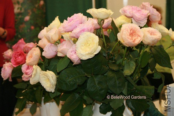 GWA_2008-09_Trade Show_Austin roses.jpg