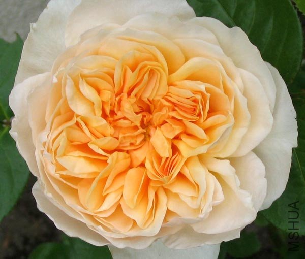 rose-david-austin.jpg