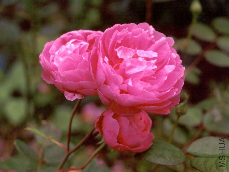 pink-rose-david-austin.jpg