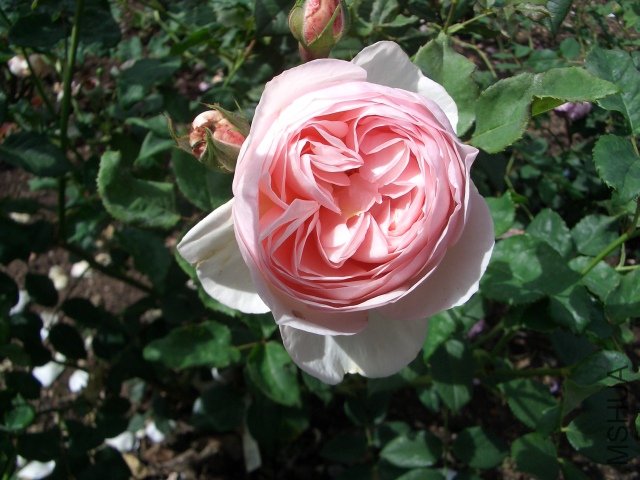 \'Heritage\'_English_Rose_by_David_Austin_Bicton_Park_Devon_UK.jpg
