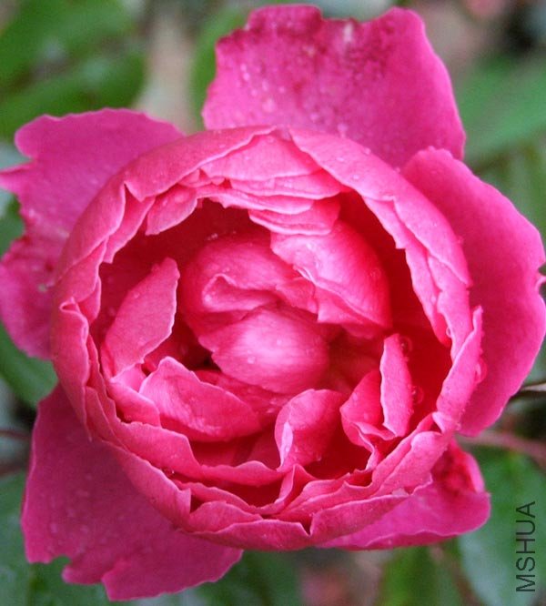 john-clare-winter-rose.jpg