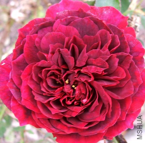 william-shakespeare-rose.jpg