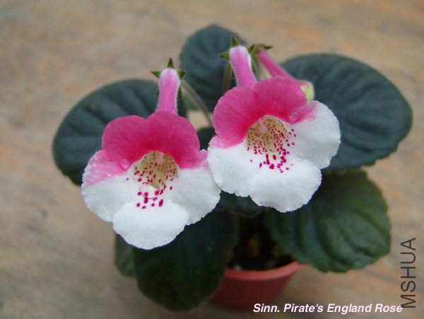 Sinn_Pirates_England_Rose_Alfredo.jpg
