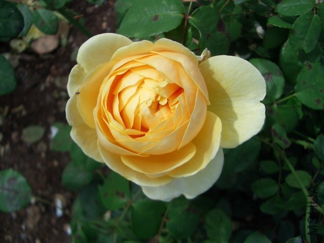 \'Teasing_Georgia\'_English_Rose_by_David_Austin_Bicton_Park_Devon_UK.jpg