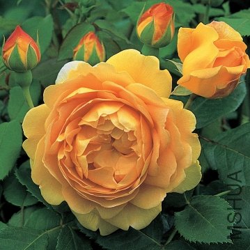 rose-david-austin-golden-celebration.jpg