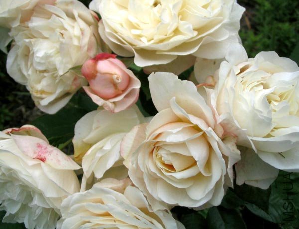 rose-english-cream.jpg