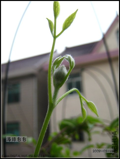 ���ǻ���