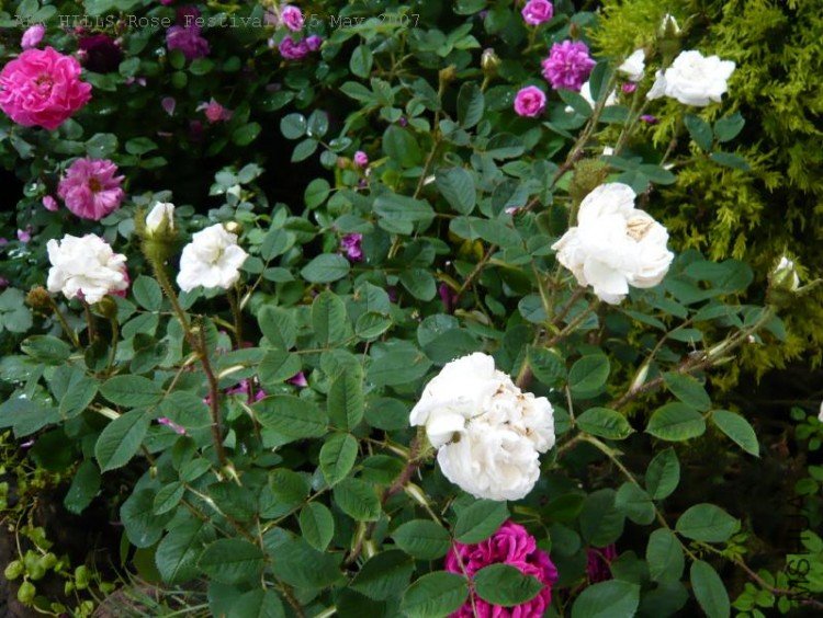 RoseFestival(BlancheMoreau)-3.jpg