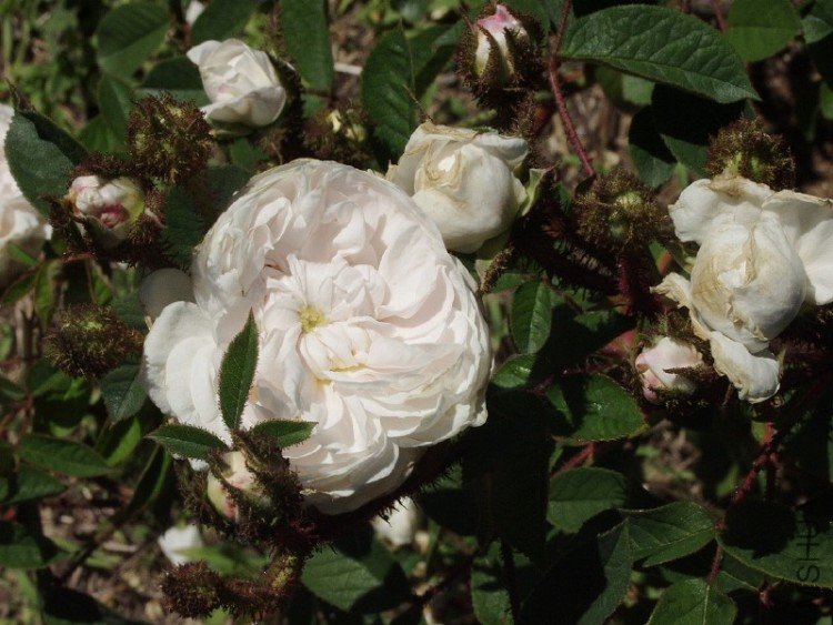 blanch_moreau_2.jpg