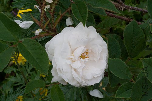 blanchemoreau-6126-07.jpg