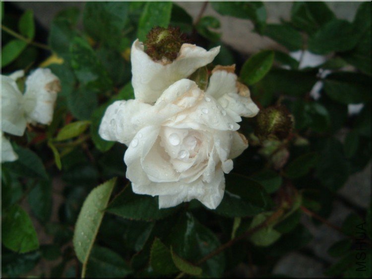 Blanche_Moreau_0386.jpg