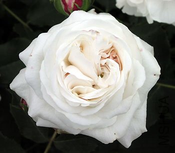 boule-de-neige-rose.jpg