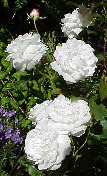 boule-de-neige.jpg