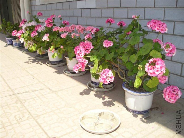 P1010020 (��).JPG