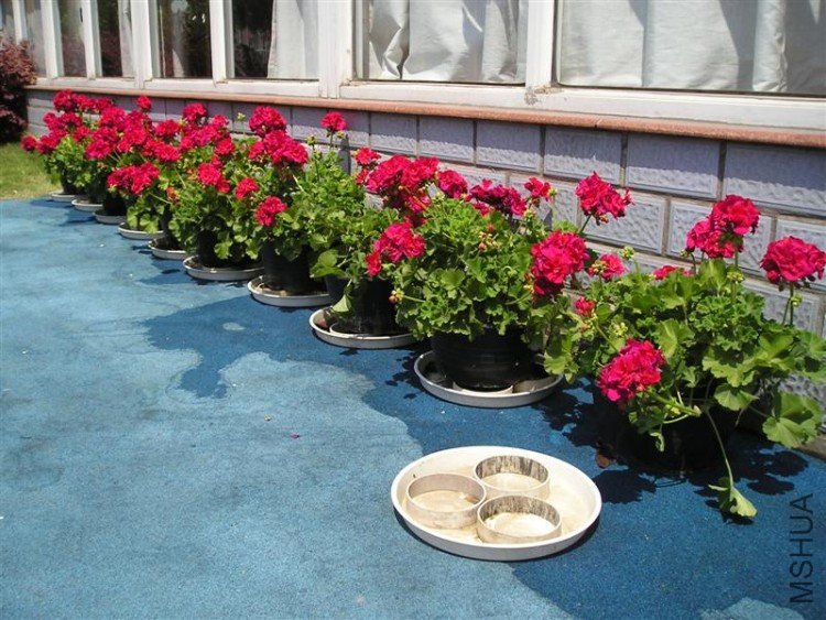 P1010019 (��).JPG