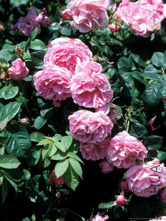 GPAS01-00000295-001-FB~Rosa-Bourbon-Queen-Bourbon-Rose-Pink-Flower-Posters.jpg