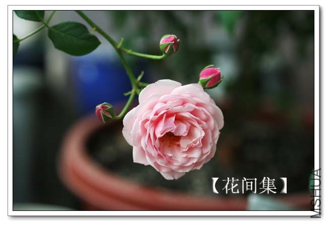 IMG_5459 ����.jpg