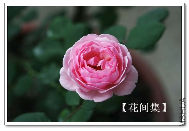 IMG_5515 ����.jpg