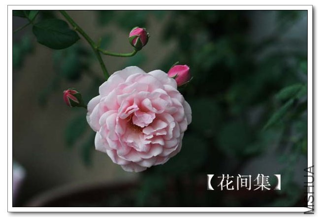 IMG_5509 ����.jpg