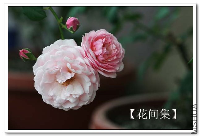 IMG_5518 ����.jpg