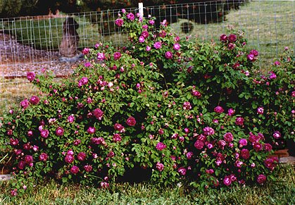 cardinal_bush.jpg