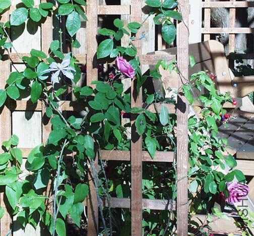 pergola2.jpg
