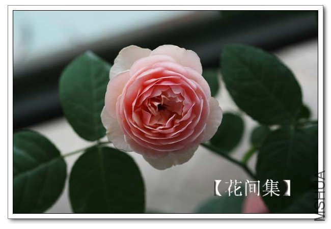 IMG_5511 ����.jpg